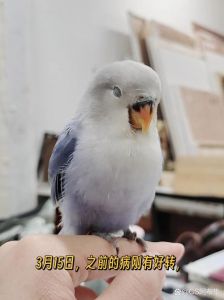 幼鸟闭眼是休息还是生病？需警惕！（鹦鹉幼鸟一直闭眼怎么回事）