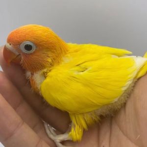 新手养鹦鹉选这几种，好养又亲民！（新手养什么鹦鹉比较容易亲人）