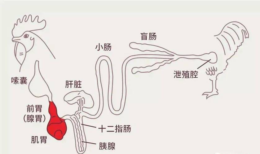 精妙结构适应飞行（鸟类消化系统结构图）