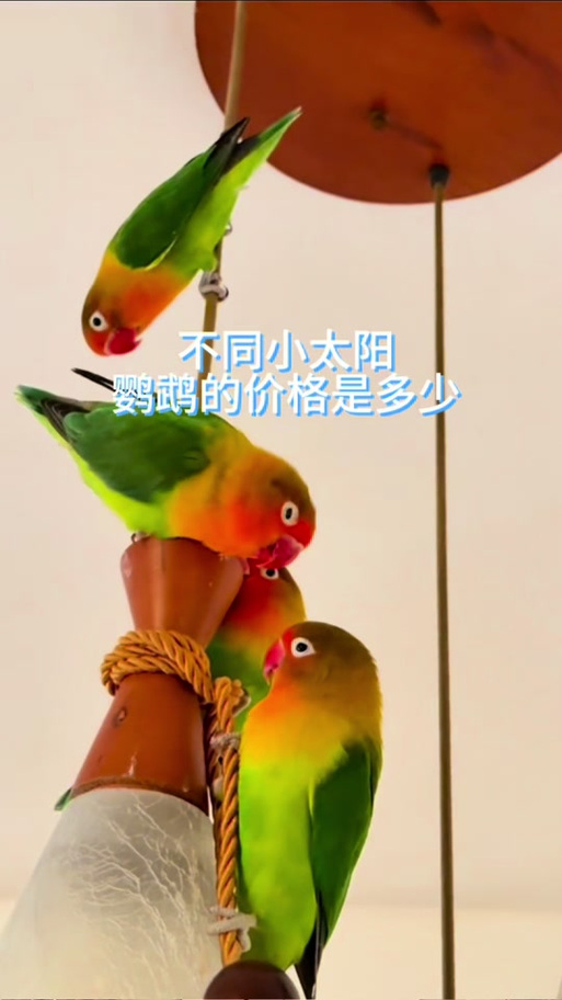 蓝化小太阳鹦鹉与肉桂小太阳鹦鹉的区别及饲养要点（蓝化肉桂小太阳鹦鹉图片）