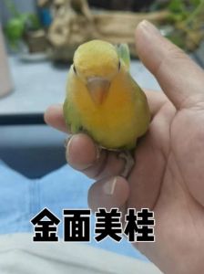 图片识别牡丹鹦鹉品种（金面美桂牡丹鹦鹉图片）