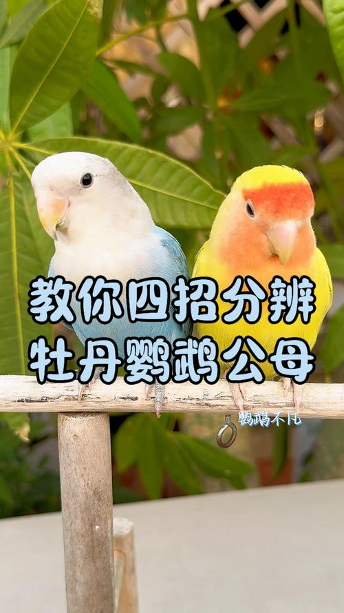 选哪个养？（太平洋鹦鹉和牡丹鹦鹉的区别）