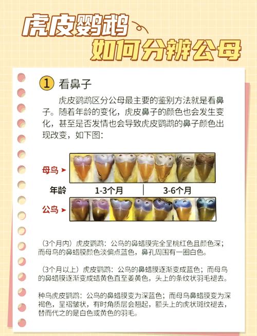 鹦鹉公母图解,新手快速分辨性别(鹦鹉公母怎么分别图片) 鹦鹉公母图解,新手快速分辨性别(鹦鹉公母怎么分别图片)