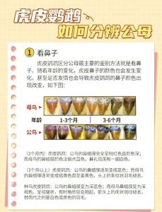 鹦鹉公母图解，新手快速分辨性别（鹦鹉公母怎么分别图片）