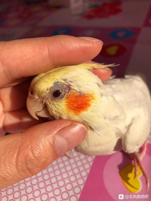 雏鸟单眼伤风症状及治疗（雏鸟鹦鹉单眼伤风初期表现）