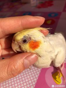 雏鸟单眼伤风症状及治疗（雏鸟鹦鹉单眼伤风初期表现）