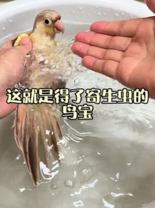 警惕！健康鹦鹉也可能感染寄生虫，预防措施要知道（鹦鹉身上有寄生虫吗）