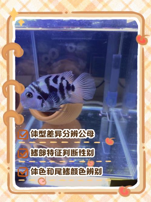 白迷你鹦鹉鱼公母分辨法（白迷你鹦鹉鱼怎么分辨公母图片）