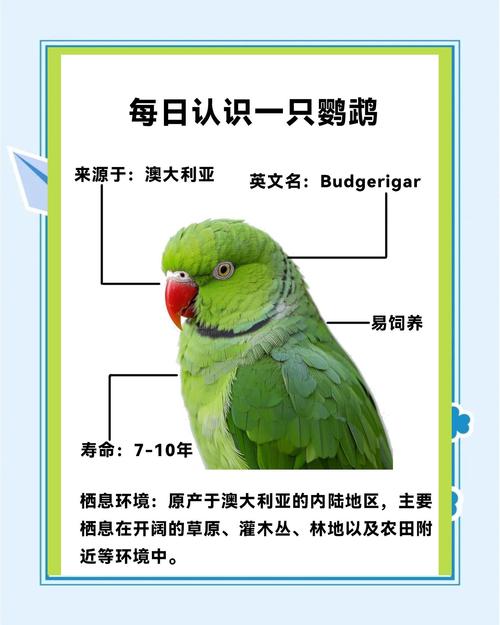 普通可养，特殊带标识，保护需证（鹦鹉标识卡查询网站）