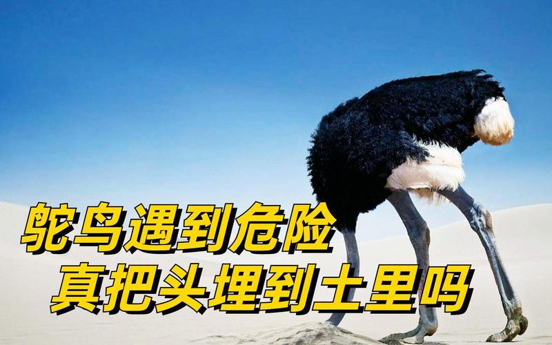 鸵鸟真不会把头埋沙堆，遇险靠伪装和听觉（鸵鸟会把头埋在沙子里躲避危险吗）