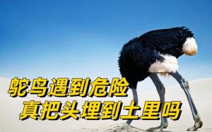 鸵鸟真不会把头埋沙堆，遇险靠伪装和听觉（鸵鸟会把头埋在沙子里躲避危险吗）
