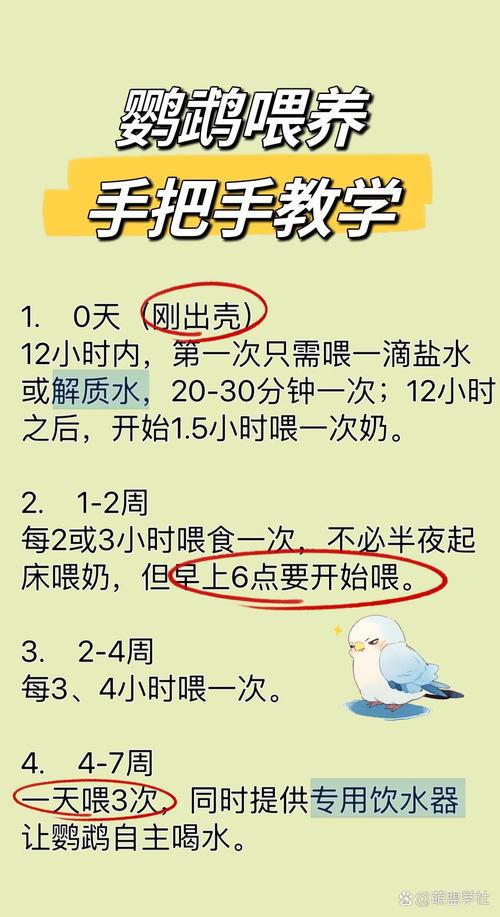 小虎皮鹦鹉奶粉喂养全攻略（刚孵化出的小虎皮鹦鹉如何喂最好）