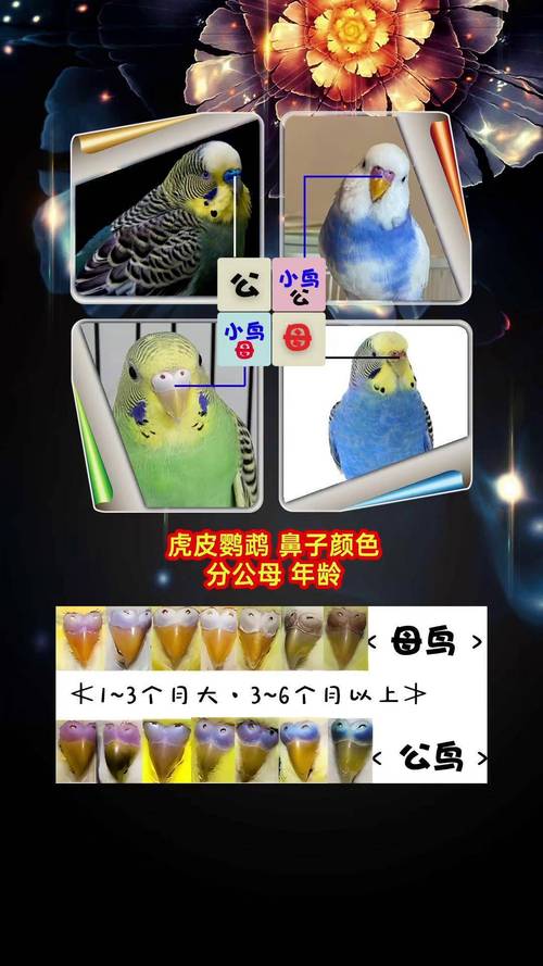 触摸鹦鹉嗉囊，判断消化好方法（怎么看鹦鹉吃饱没嗉囊了）