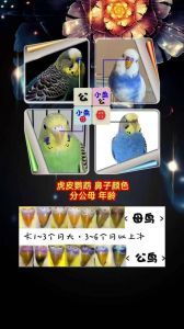 触摸鹦鹉嗉囊，判断消化好方法（怎么看鹦鹉吃饱没嗉囊了）