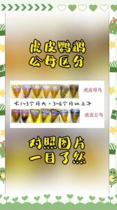 公虎皮鹦鹉点头什么意思？（公虎皮鹦鹉一直上下点头是怎么了）