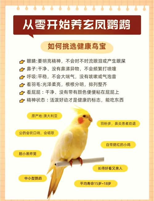新手养鹦鹉选对品种勤观察，健康陪伴责任重（新手养鹦鹉注意事项）