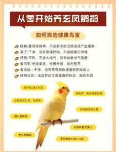 新手养鹦鹉选对品种勤观察，健康陪伴责任重（新手养鹦鹉注意事项）