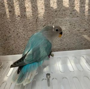 小巧凶猛，多彩好养（蓝闪鹦鹉是什么品种）