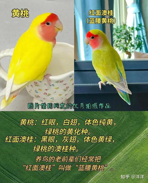 可爱活泼好宠物（蓝腰澳桂牡丹鹦鹉）