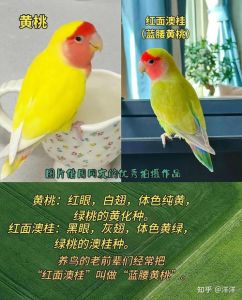 可爱活泼好宠物（蓝腰澳桂牡丹鹦鹉）