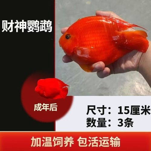 财神鱼和金刚鹦鹉鱼怎么区分？（财神鱼和鹦鹉鱼的区别图解）