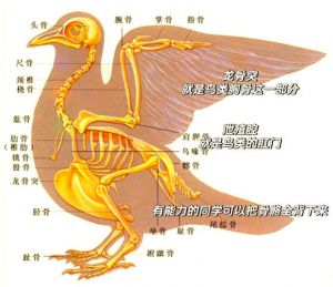 了解鸟儿独特生理（鹦鹉消化系统解剖图）