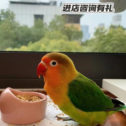 色彩绚丽，互动需耐心，带来温馨生活（金丝牡丹鹦鹉图片）