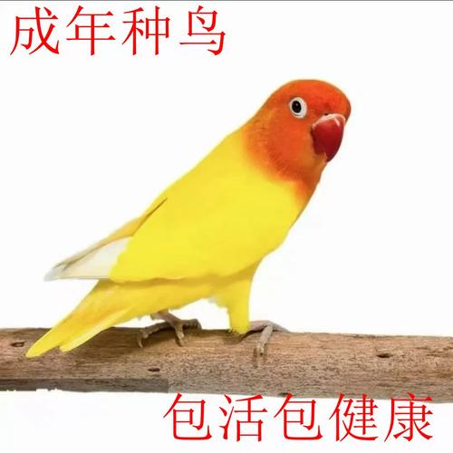 色彩绚丽，互动需耐心，带来温馨生活（金丝牡丹鹦鹉图片）