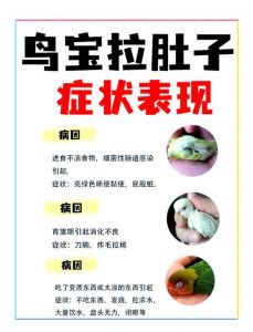 鹦鹉拉稀？调整饮食补充益生菌！（鹦鹉吃湿的谷子拉稀了怎么办）