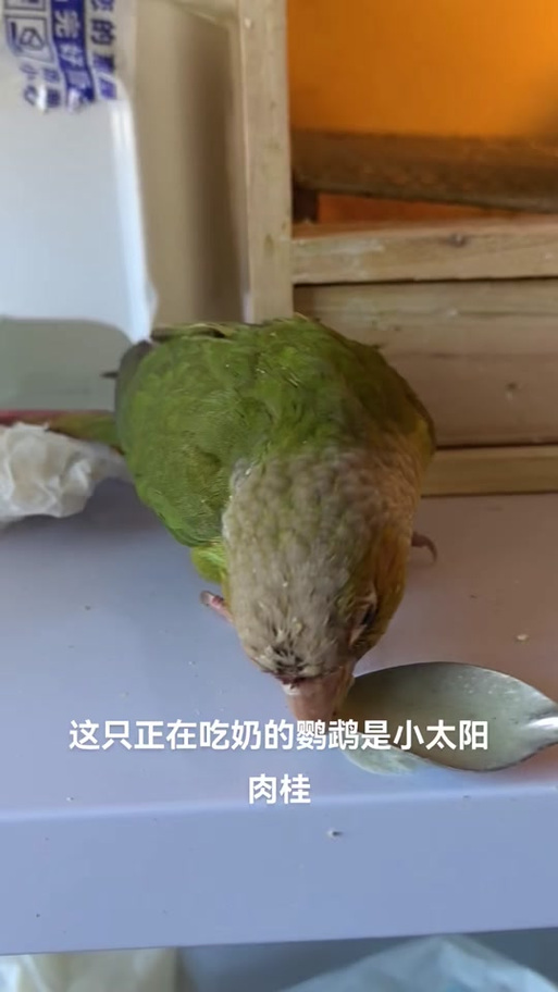 温暖可爱,活泼聪明(肉桂小太阳鹦鹉图片) 温暖可爱,活泼聪明(肉桂小太阳鹦鹉图片)
