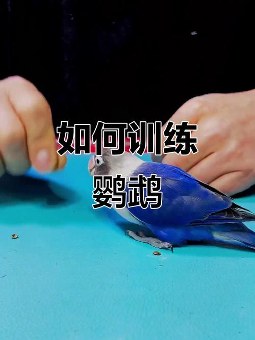 幼虎皮鹦鹉食物引导亲近人(鹦鹉不亲人怎么训练) 幼虎皮鹦鹉食物引导亲近人(鹦鹉不亲人怎么训练)