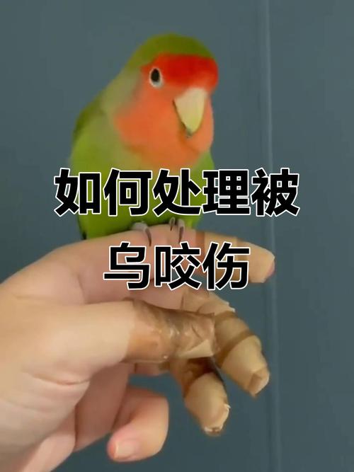 鹦鹉咬伤处理及幼鸟养护小贴士(被鹦鹉咬出血怎么办) 鹦鹉咬伤处理及幼鸟养护小贴士(被鹦鹉咬出血怎么办)