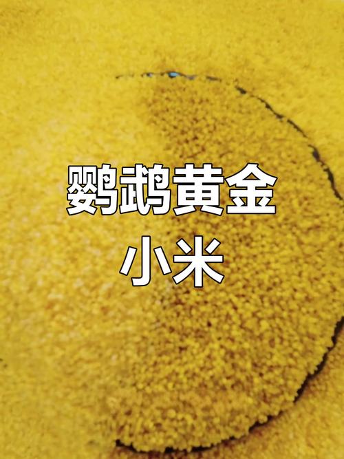 鹦鹉营养蛋小米做法，人工孵化技巧（鹦鹉吃的蛋小米制作方法）
