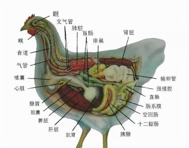 鸟类消化系统专为飞行设计（鸟的消化系统结构图）