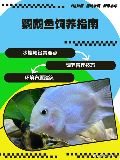 养鹦鹉鱼五九条旺财？注意水质喂食！（鹦鹉鱼养几条最旺财）