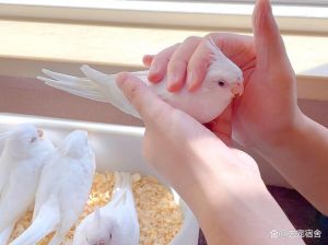 放松亲近唱歌（鹦鹉信任主人的表现）