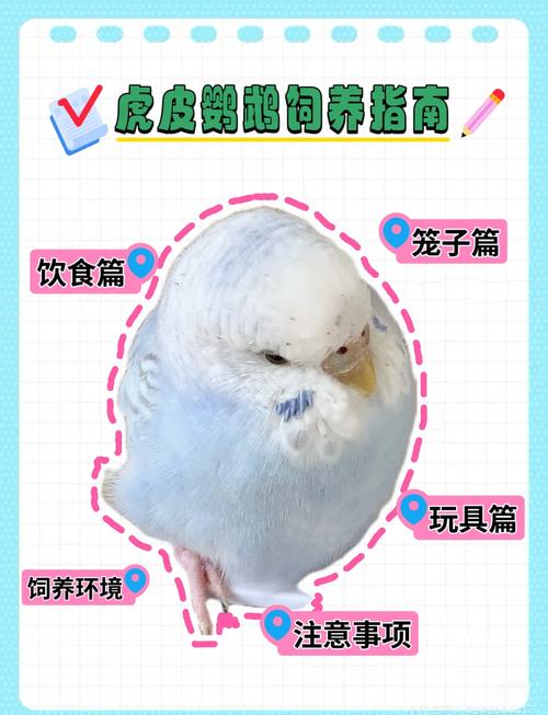 新手养鹦鹉，选对品种勤观察！（鹦鹉幼崽饲养方法和注意事项）