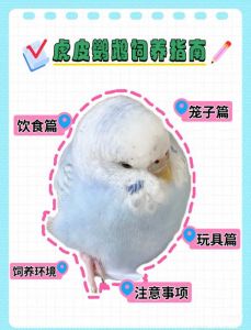 新手养鹦鹉，选对品种勤观察！（鹦鹉幼崽饲养方法和注意事项）