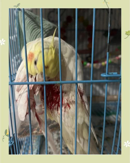 鹦鹉摔伤骨折怎么办？（鹦鹉摔伤不吃怎么办）