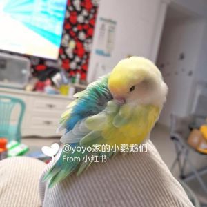 花桃牡丹鹦鹉杂交养殖及价格（花桃牡丹鹦鹉怎么配出来的）