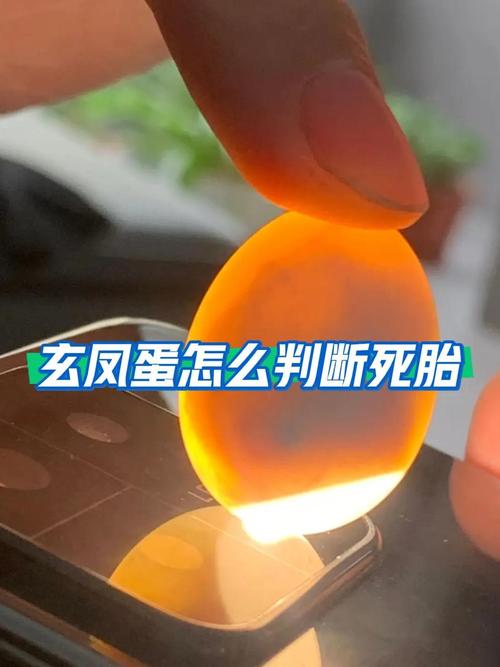 不用孵蛋器也能孵小鸟？这几种土法你学会了吗？（不用孵蛋器怎么孵鸟蛋）
