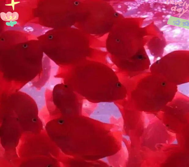稳定水温喂虾红素，清洁水质养出艳血鹦鹉（血红鹦鹉鱼怎么养）