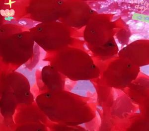 稳定水温喂虾红素，清洁水质养出艳血鹦鹉（血红鹦鹉鱼怎么养）