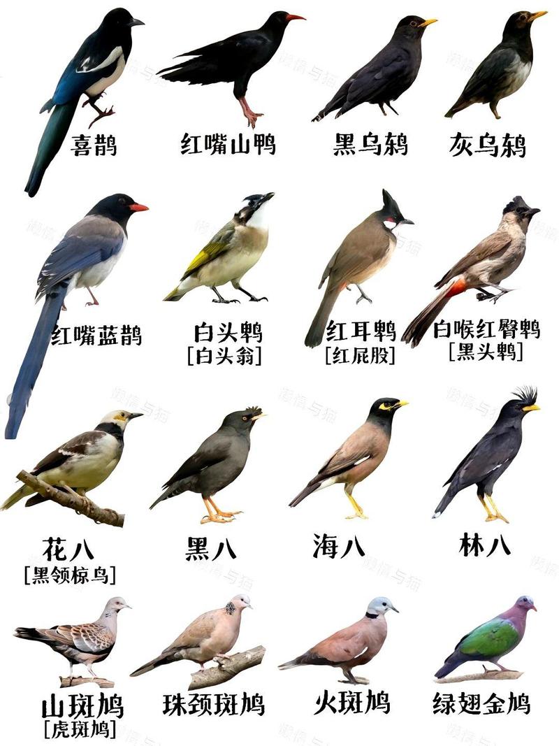 黑枕黄鹂寿带三宝鸟黑卷尾太平鸟(北方常见鸟类图片及名称) 黑枕黄鹂寿带三宝鸟黑卷尾太平鸟(北方常见鸟类图片及名称)
