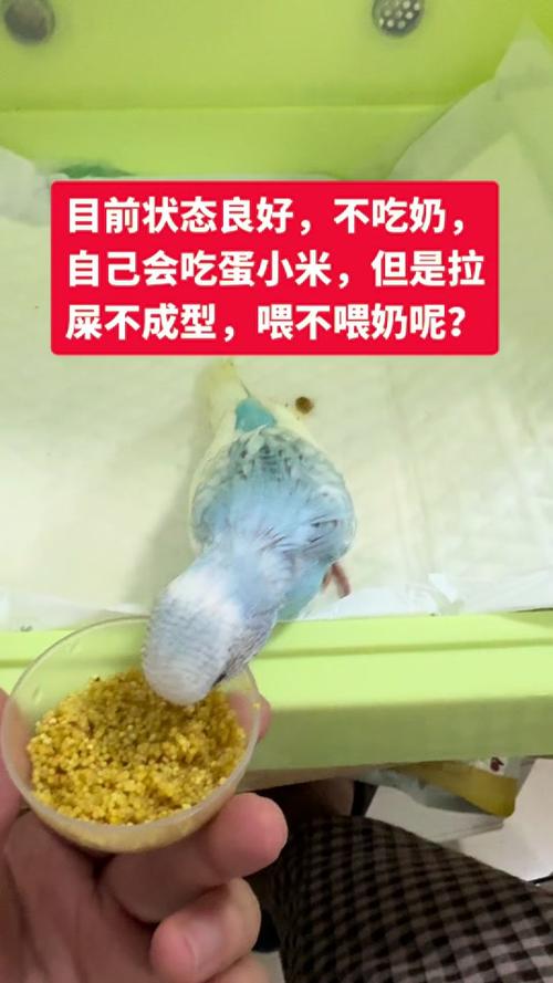 没断奶鹦鹉要喝水,奶粉代替不了!(没断奶的鹦鹉需要喂水吗) 没断奶鹦鹉要喝水,奶粉代替不了!(没断奶的鹦鹉需要喂水吗)