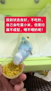 没断奶鹦鹉要喝水，奶粉代替不了！（没断奶的鹦鹉需要喂水吗）