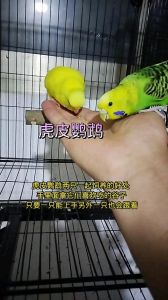 性格合不合比花色重要（两只花色不同虎皮鹦鹉在一起养会怎么样）