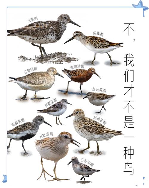 从爱好到专业演变（北京地区野生鸟类图片名名称）