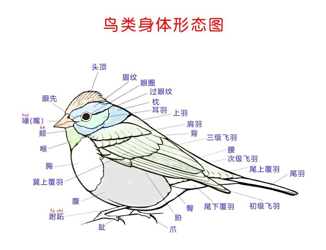 珍稀常见应有尽有（湖南鸟类大全图片及名称）