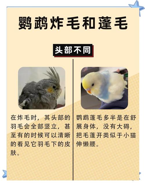 惊吓鹦鹉怎么办？安静安抚和陪伴最重要！（鹦鹉受惊吓后如何恢复）